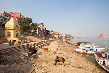 Image showing Cows and boats