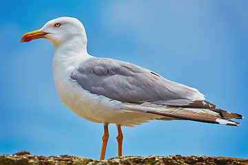 Image showing Seagull on the Fence