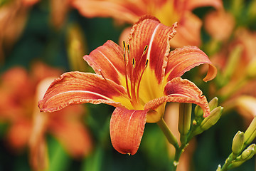 Image showing Large Prominent Flower