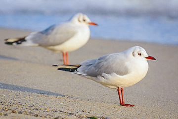 Image showing Seagulls on the Sand