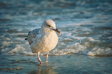 Image showing Seagull on the Shore