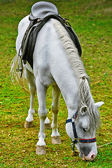 Image showing Saddled White Horse