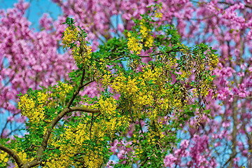 Image showing Common Laburnum Flowers