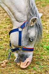 Image showing Portrait of Horse