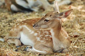 Image showing Portrait of a Young Deer