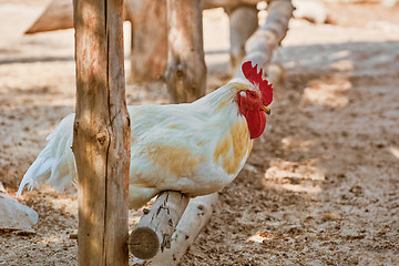 Image showing White Rooster on a Perch