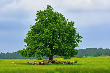 Image showing Flock of Sheep