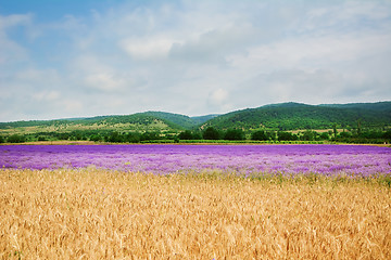 Image showing Lavender River in Bulgaria