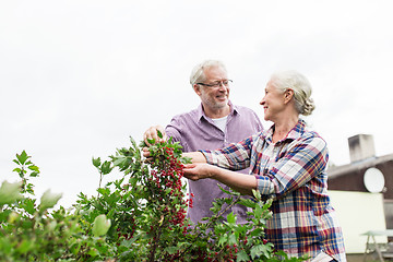 Image showing senior couple harvesting currant at summer garden