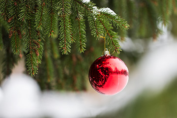 Image showing red christmas ball on fir tree branch with snow