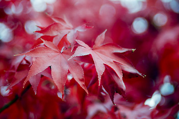 Image showing Red autumn leaves 