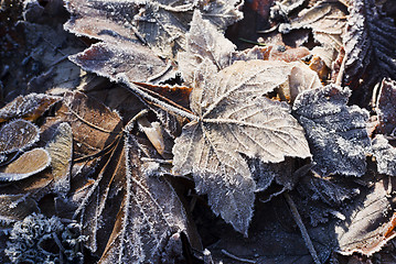 Image showing Hoarfrost on leaves