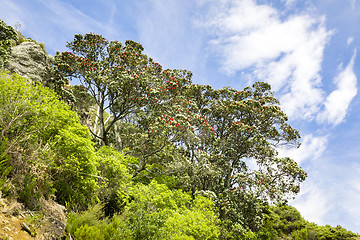 Image showing pohutukawa tree with red blossom