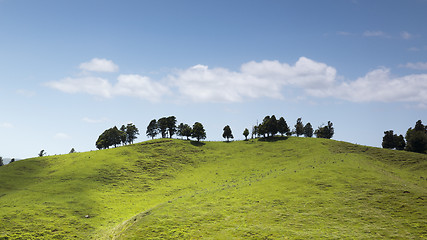 Image showing typical landscape in north New Zealand