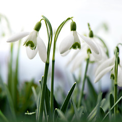 Image showing Snowdrop flowers