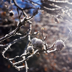 Image showing Hoarfrost and twigs of beech