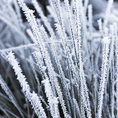 Image showing Hoarfrost on grass