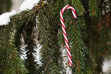 Image showing candy cane christmas toy on fir tree branch