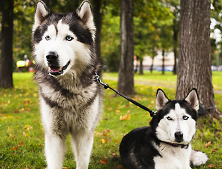 Image showing husky dog outside on a leash walking, green grass in park spring