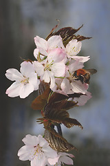 Image showing Bumblebee on Japanese cherry