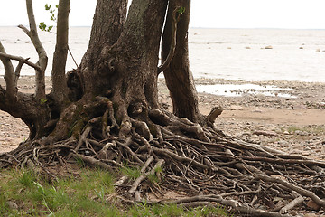 Image showing Trunk and roots