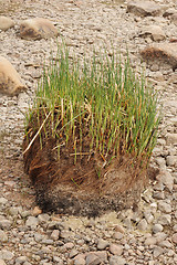 Image showing Tussock with young grass shoots on stony shore