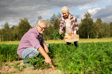 Image showing senior couple with box of carrots on farm