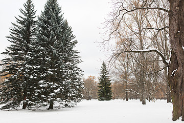 Image showing winter forest or park with fir trees and snow