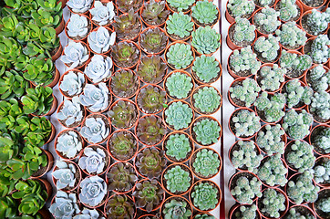 Image showing Group of small cactus in the pot