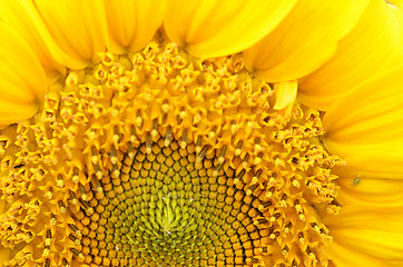 Image showing Close up of Sunflower