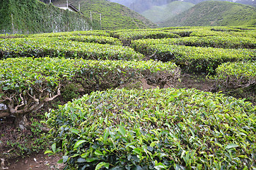 Image showing Tea Plantation in the Cameron Highlands in Malaysia