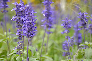 Image showing Blooming blue bugleweeds Ajuga