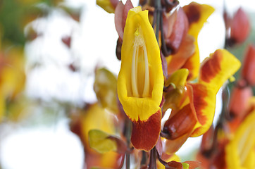 Image showing Thunbergia mysorensis, also called Mysore trumpetvine