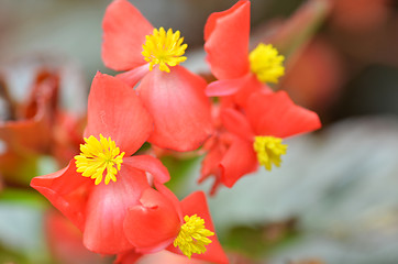 Image showing Flowers begonia. Begonia is a flower of extraordinary beauty