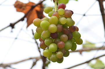 Image showing Wne grapes on vine