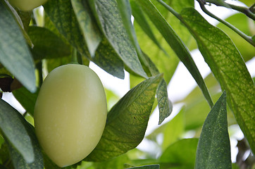 Image showing Pepino Melon found in the Cameron Highlands