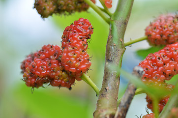 Image showing Red mulberry on the tree