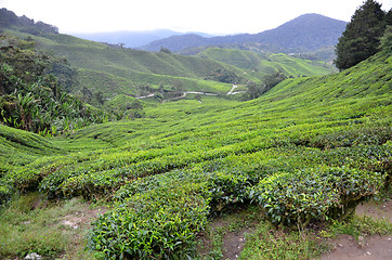 Image showing Tea Plantation in the Cameron Highlands in Malaysia