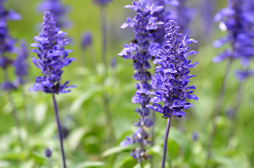 Image showing Blooming blue bugleweeds Ajuga