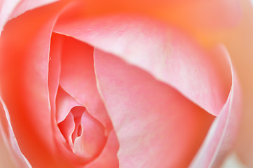 Image showing Pink rose flower 