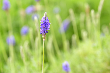 Image showing Lavender flowers in nature