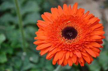 Image showing Gerbera flower in a garden