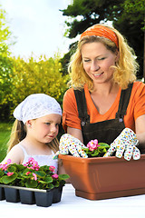 Image showing Young woman and little girl gardening in spring, planting flower seedlings, smiling mother and her happy child working in garden