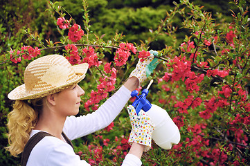 Image showing Young woman spraying tree in garden, the gardener takes care of the quince tree in orchard, holding spray bottle, happy young lady applying an insecticide or a fertilizer to her fruit trees, using a s