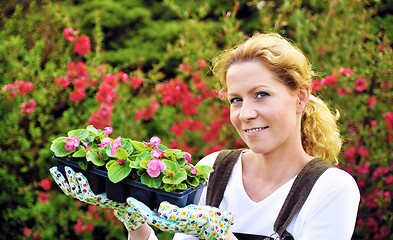 Image showing Young woman gardening, holding young flower plants, container-grown plant, woman planting begonia seedlings in garden