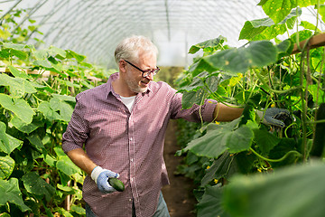 Image showing old man picking cucumbers up at farm greenhouse