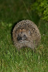 Image showing hedgehog in garden