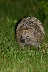 Image showing hedgehog