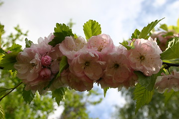 Image showing almond flowers