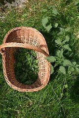 Image showing nettles